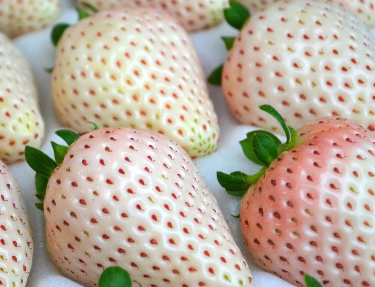 Top Ranked Fruits in Japan for Each Season | All About Japan