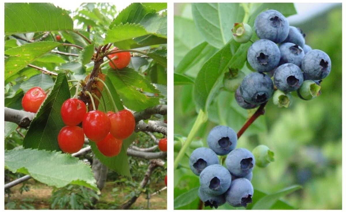 2. Preserve Fruits by the Foot of Mount Fuji