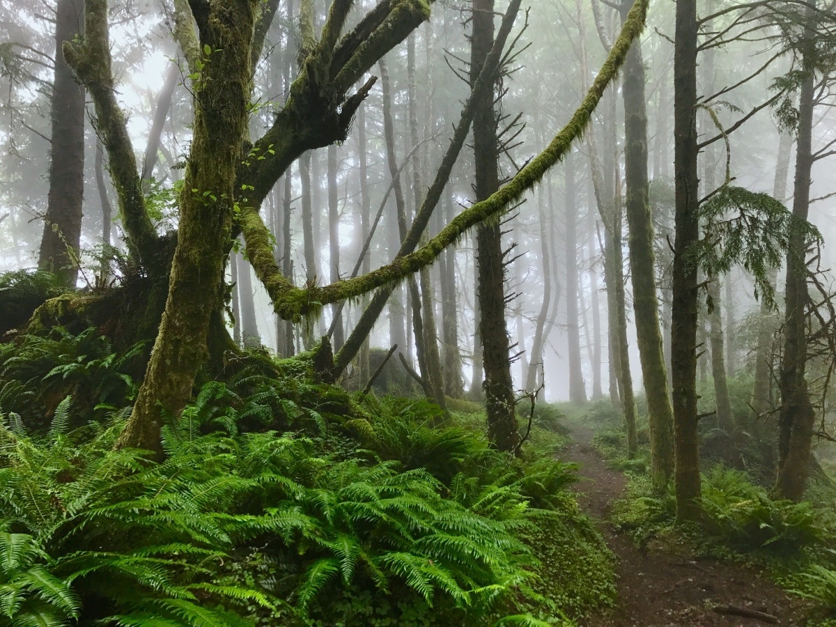 1. Kumano Kodo Pilgrimage