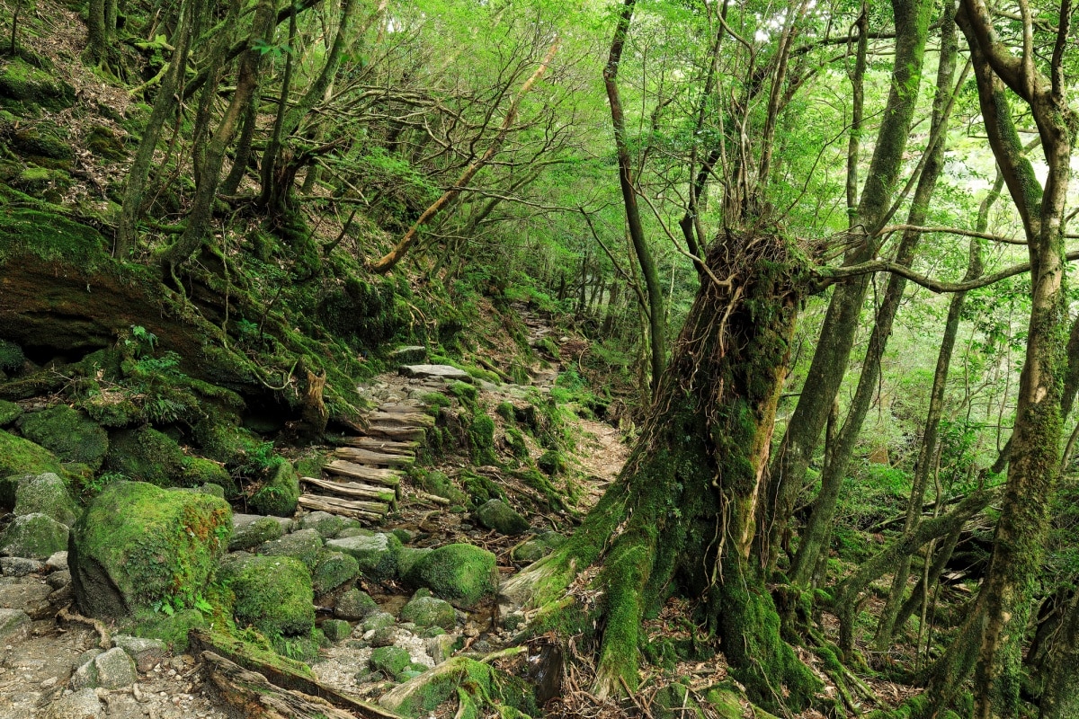 4. Yakushima (Kagoshima)