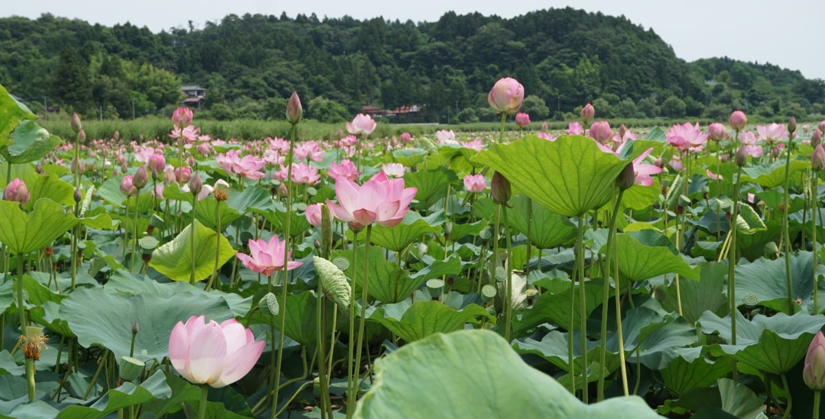 4. เทศกาลบ่อบัว Izunuma Lotus จังหวัด Miyagi