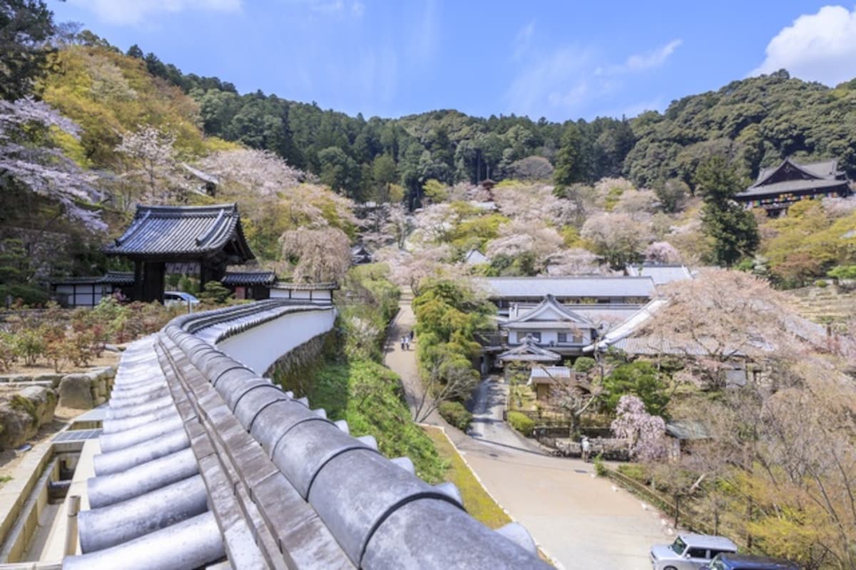 TOP16｜神奈川・长谷寺