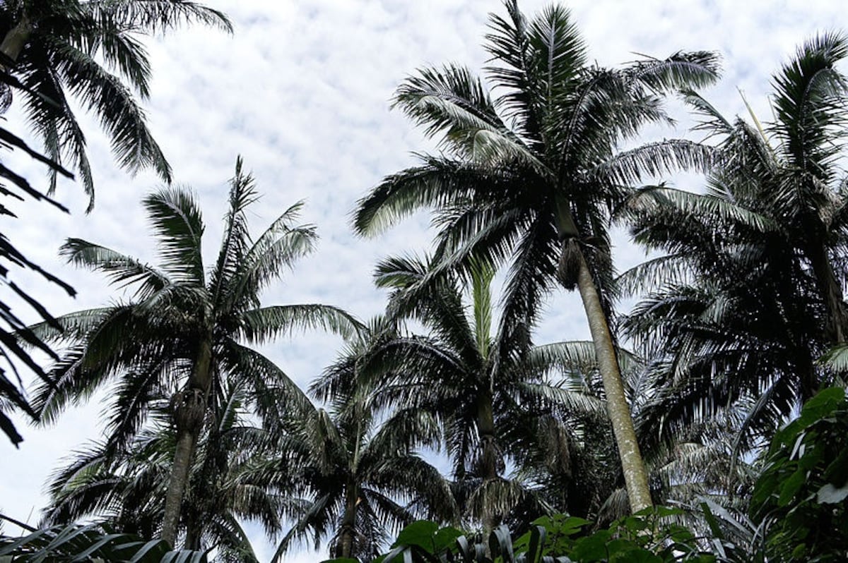 5. Yaeyama Palm Grove