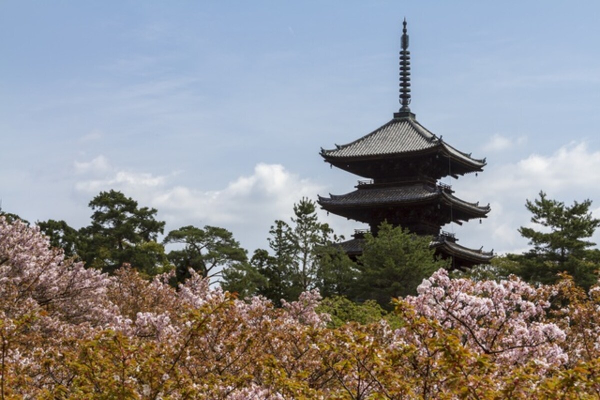 櫻花綻放的世界遺產｜仁和寺