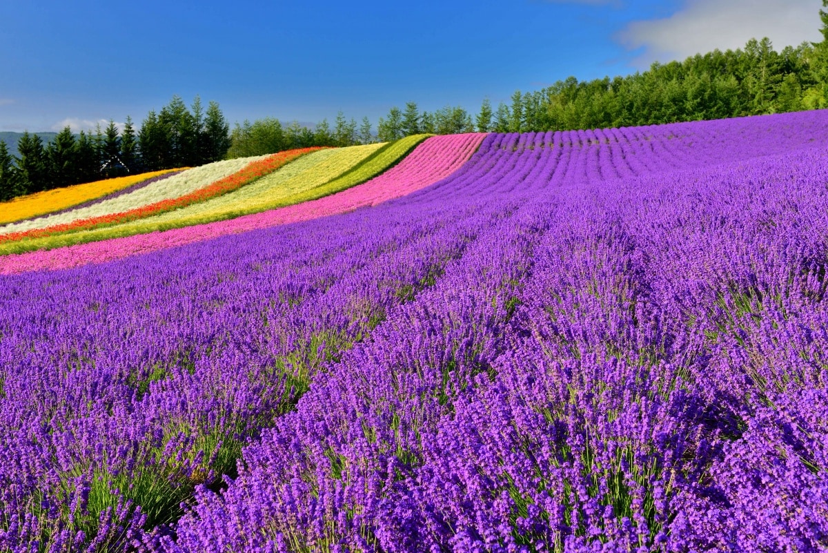 Furano