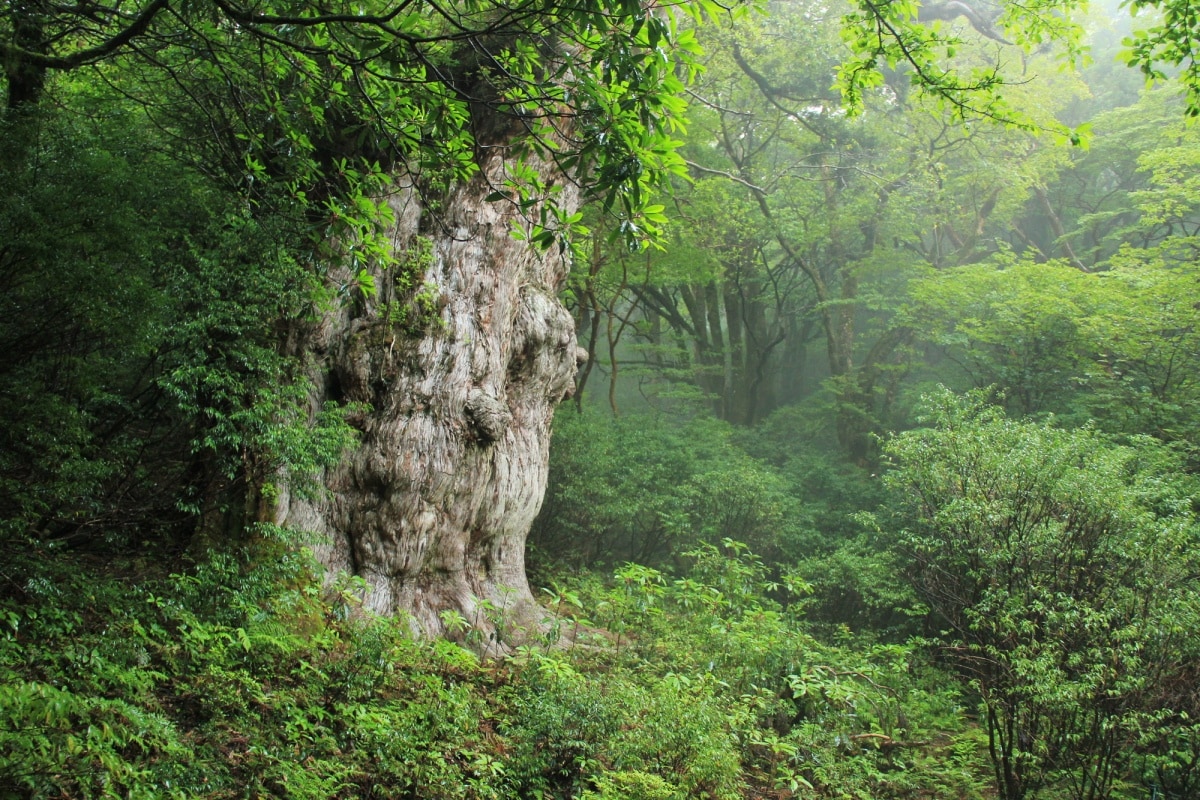 5. Jomon Sugi