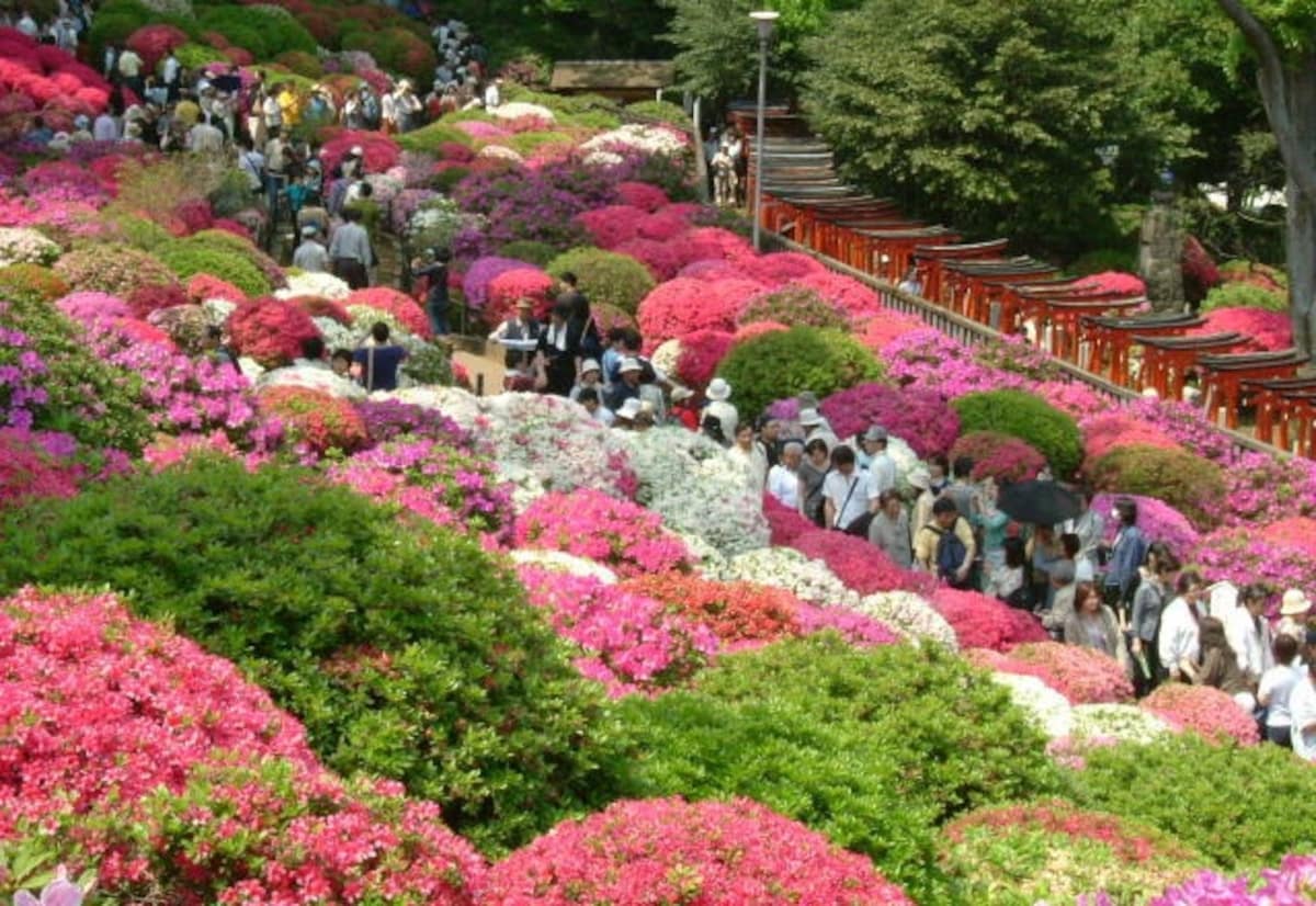 ■ 杜鹃花海的浪漫│东京根津神社