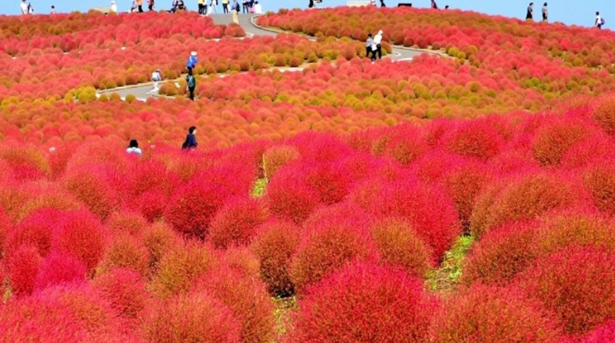 Find Some Fairy Tale Bliss in Saitama