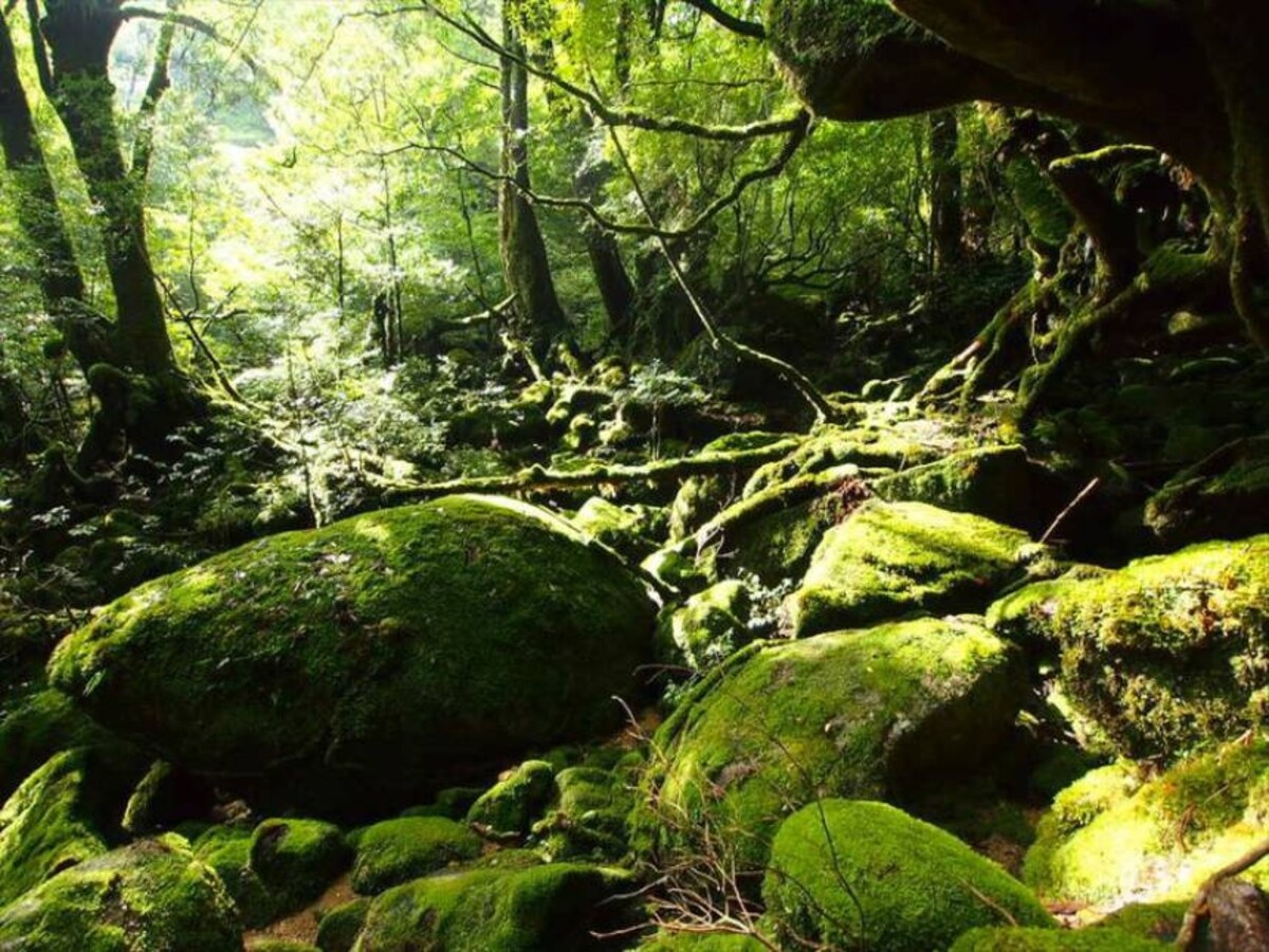 9. The sacred Yakushima Island