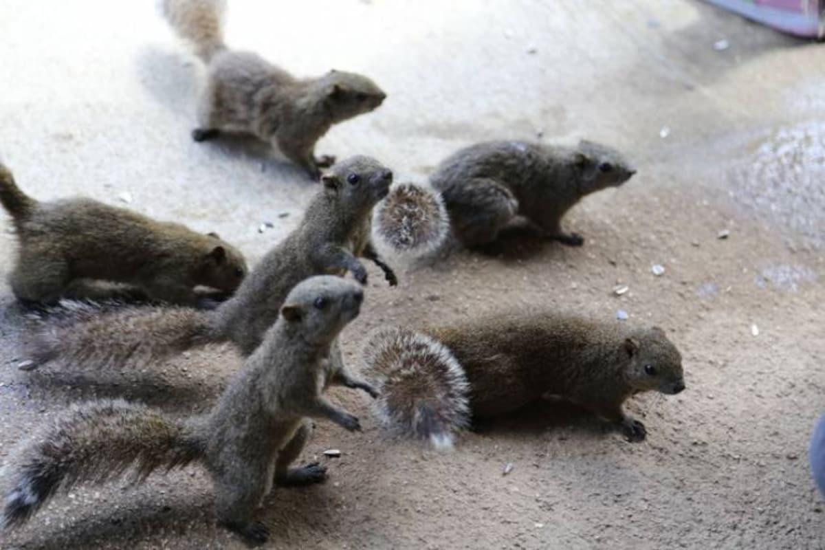 11. Play with over 200 squirrels at Machida Squirrel Garden!