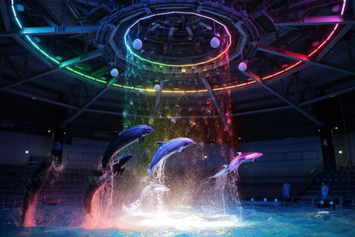 10. Aqua Park Shinagawa - the best dolphin show ever