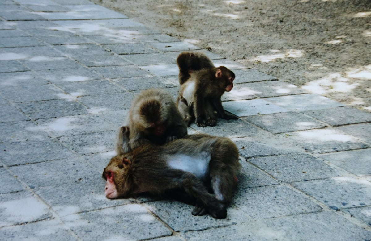 3. Mount Takasaki Monkey Park