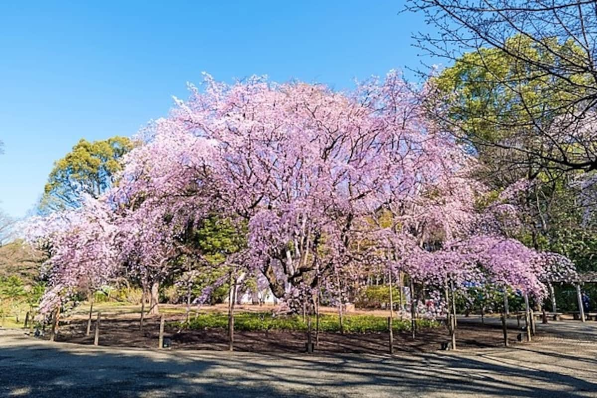 ■東京賞櫻推薦景點3：六義園