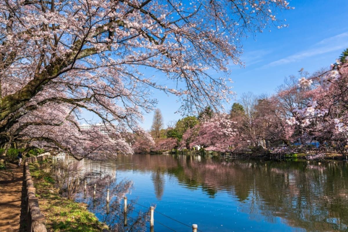 ■東京賞櫻推薦景點8：井之頭公園