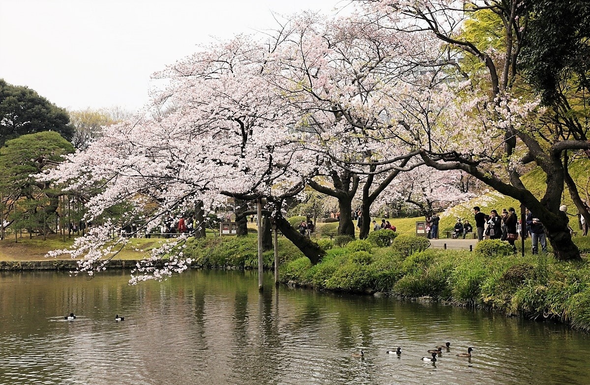 春天必訪 19東京賞櫻名所及開花時間預測 All About Japan