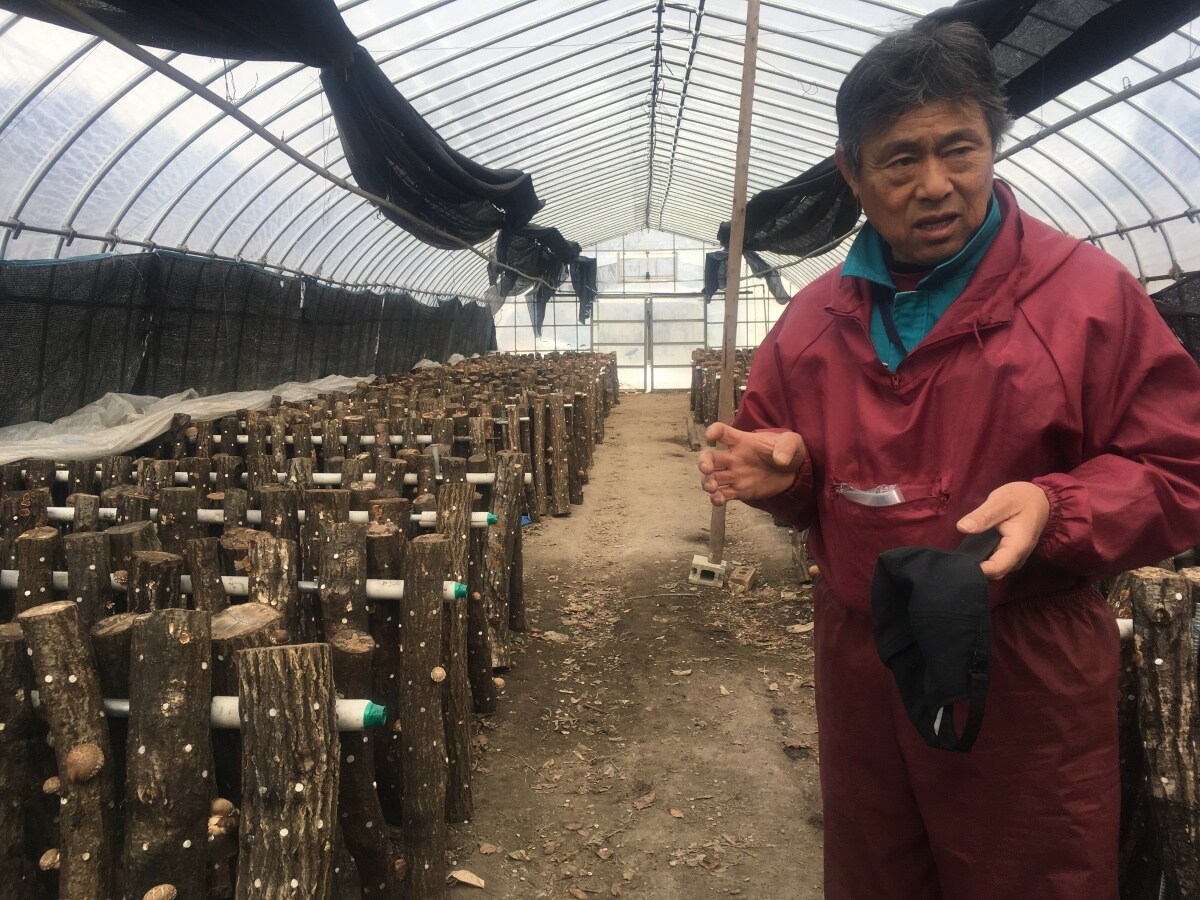 Shiitake Picking at Kumagai