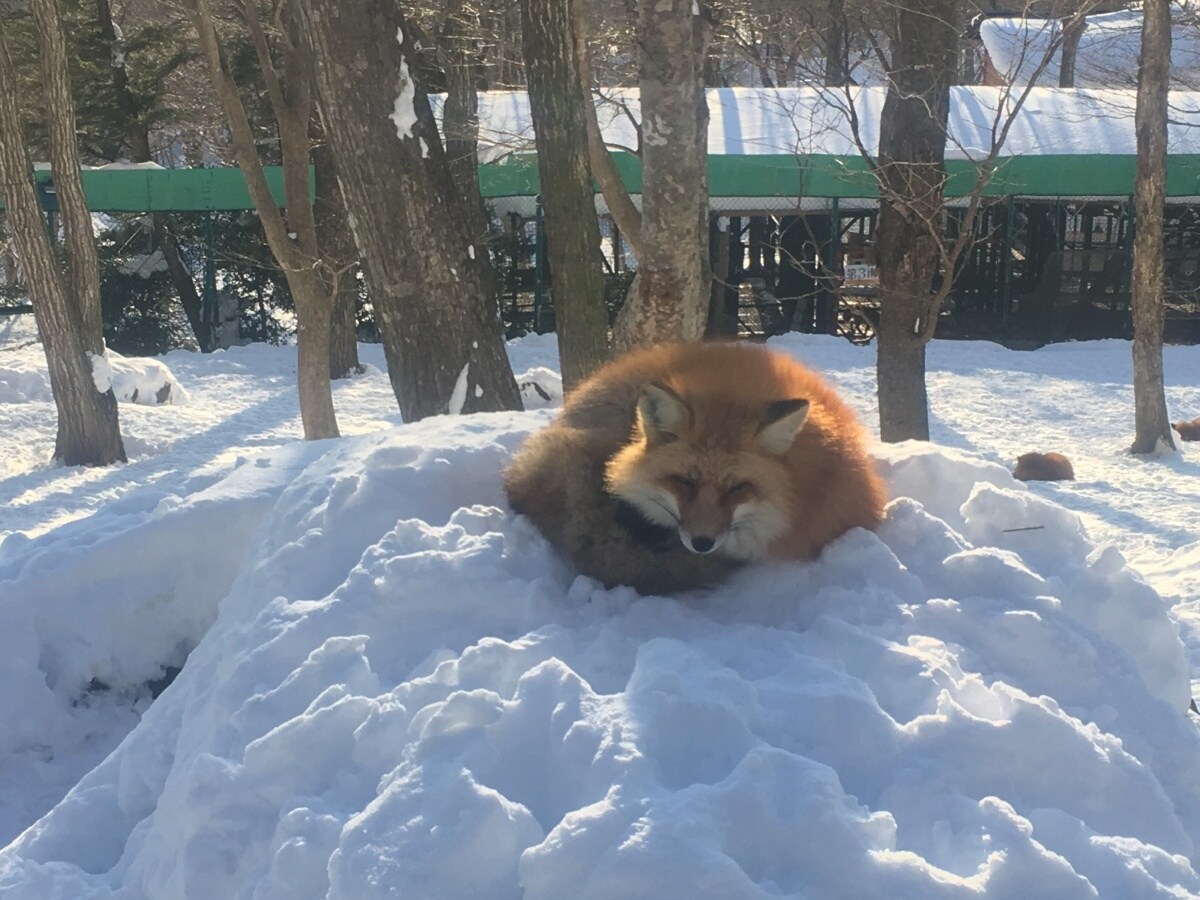 5. Zao Fox Village