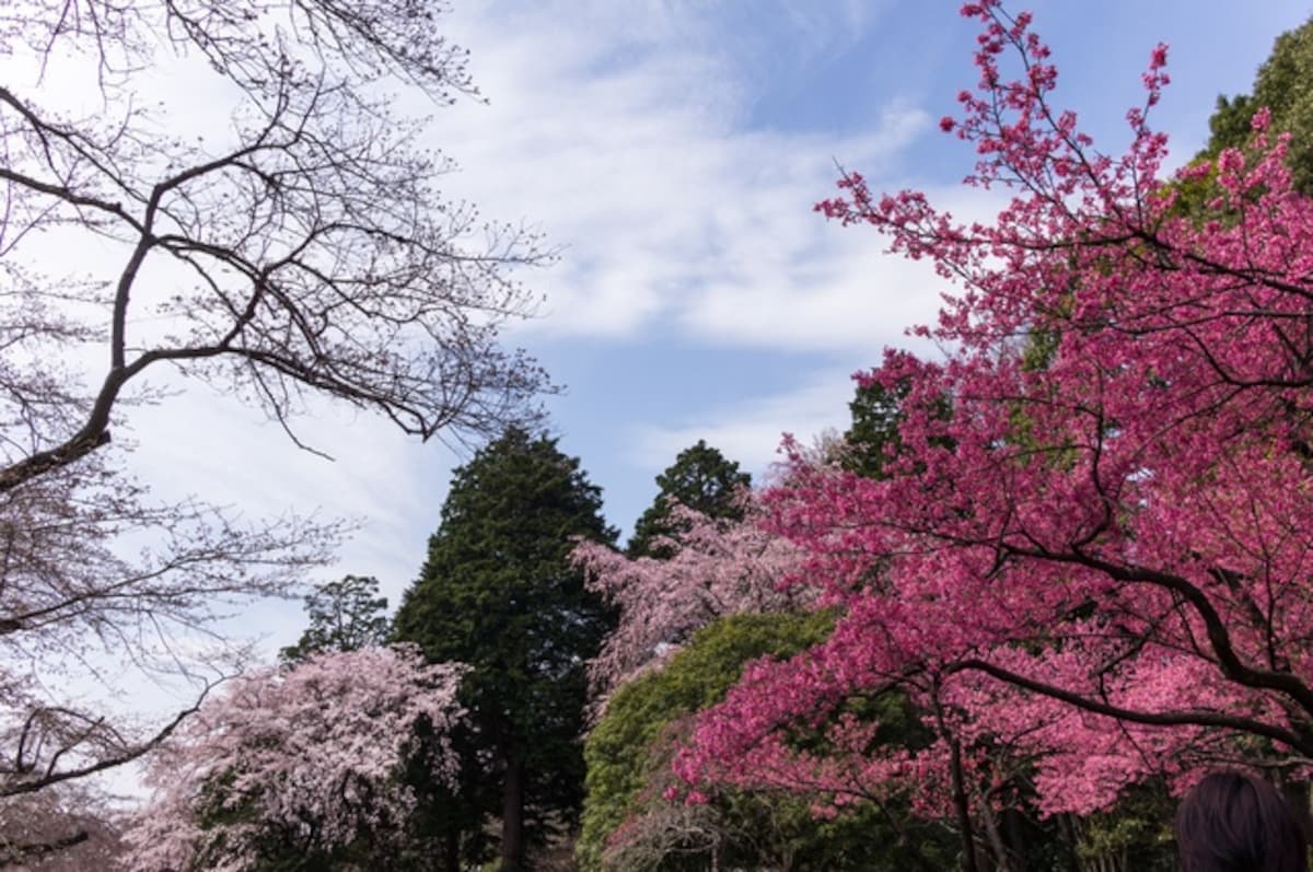 【東京】深大寺及其周邊