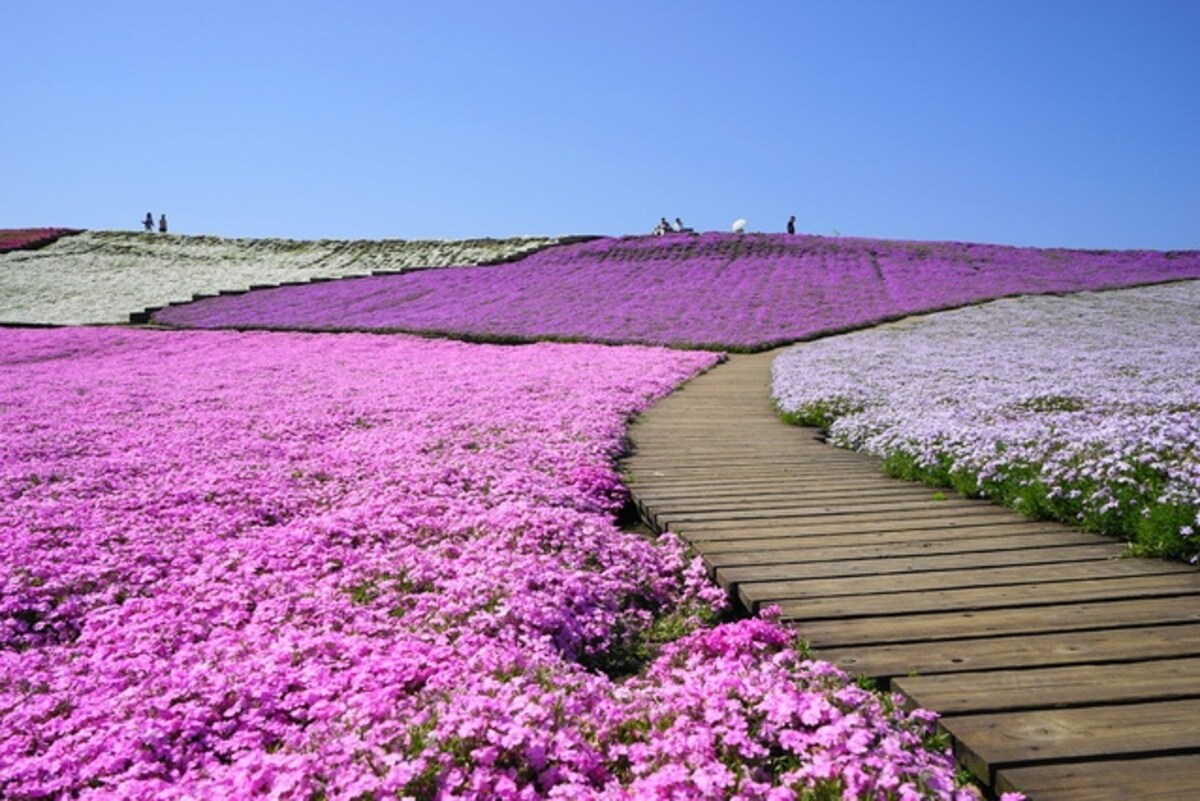 【千葉】賞芝櫻和體驗農家樂一次滿足｜東京德國村 (東京ドイツ村)