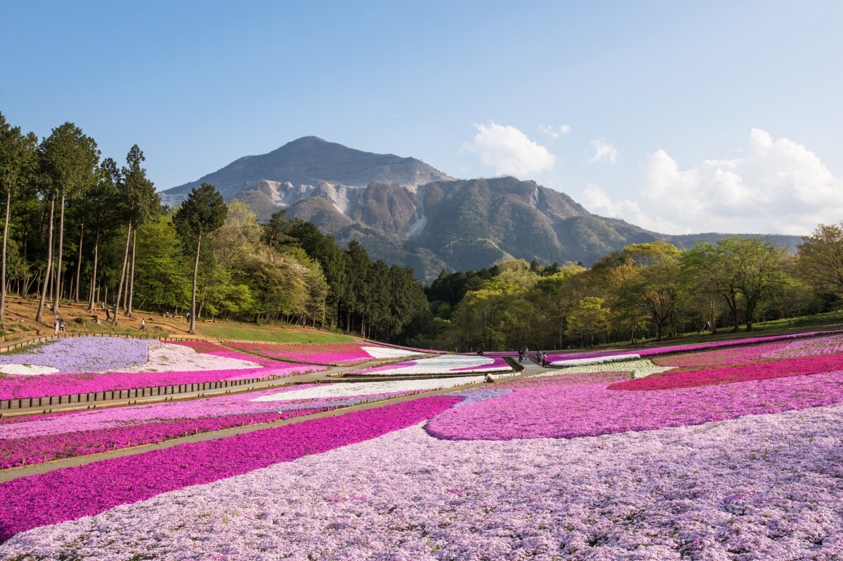 【埼玉】日本媒體大幅報導的熱門賞櫻地｜羊山公園芝櫻之丘 (芝桜の丘)