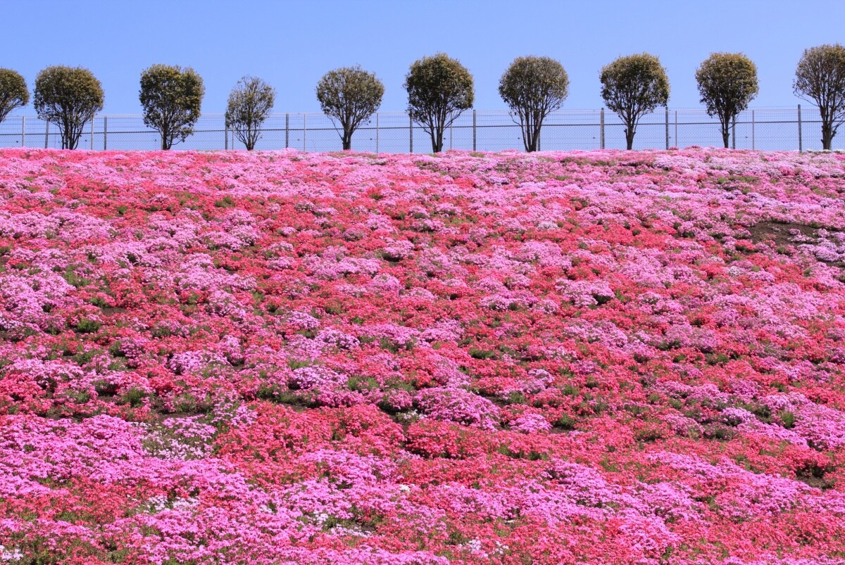 【群馬】有如仙女遺忘的粉色仙衣｜Misato芝櫻公園 (みさと芝桜公園)