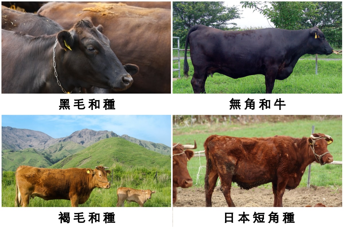原來這就是和牛 日本各地品牌和牛大公開 All About Japan