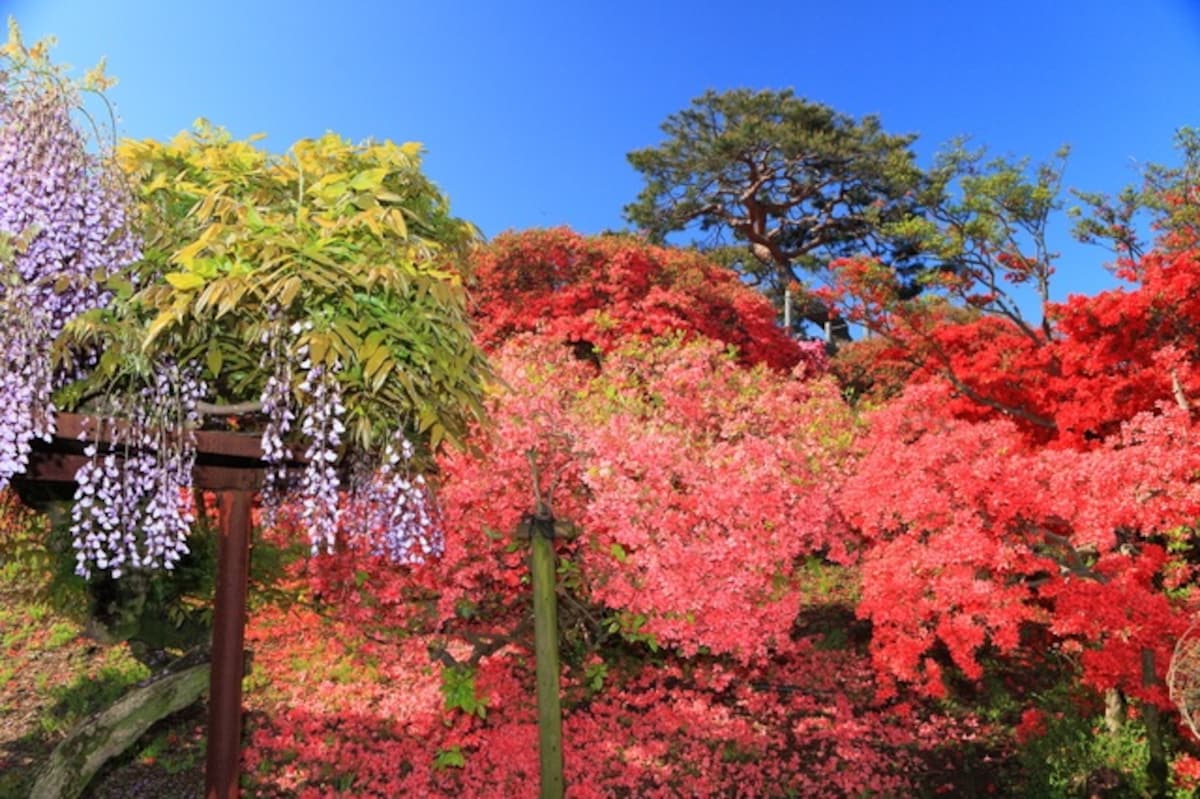 【群馬】杜鵑岡公園 (館林杜鵑花祭典)