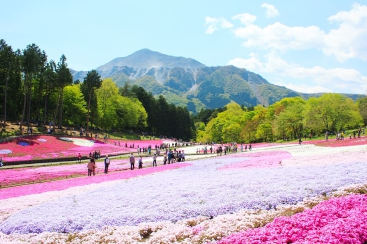 【埼玉】秩父羊山公園・芝櫻之丘 (芝櫻祭典)