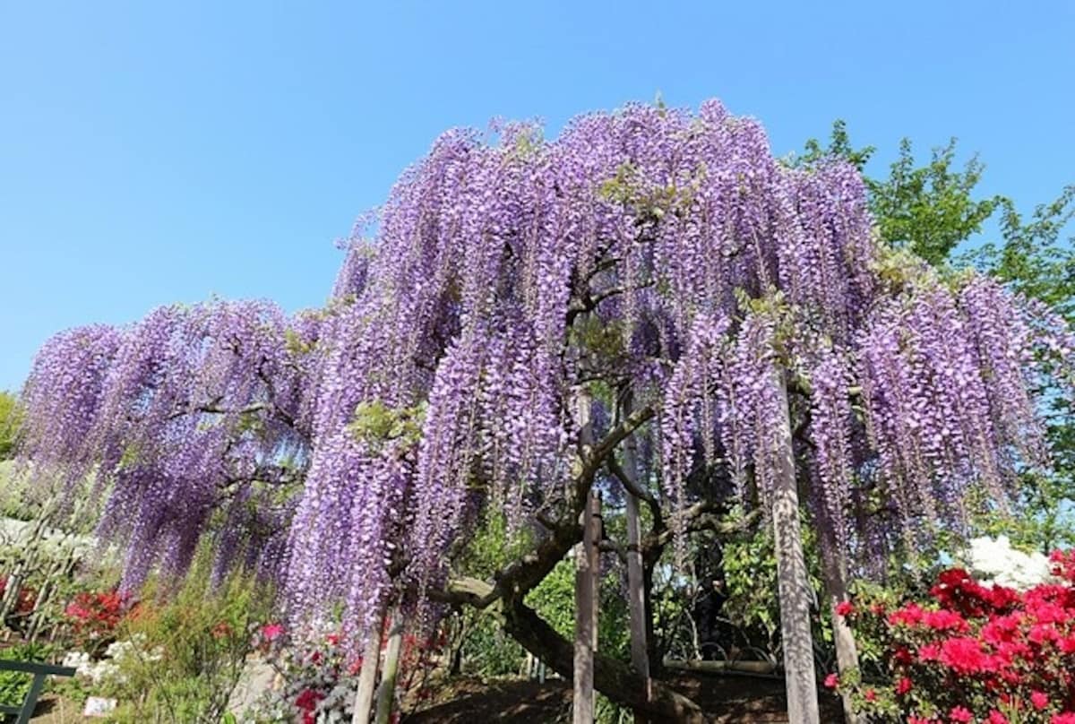 【櫪木】足利花卉公園 (藤花物語祭典)