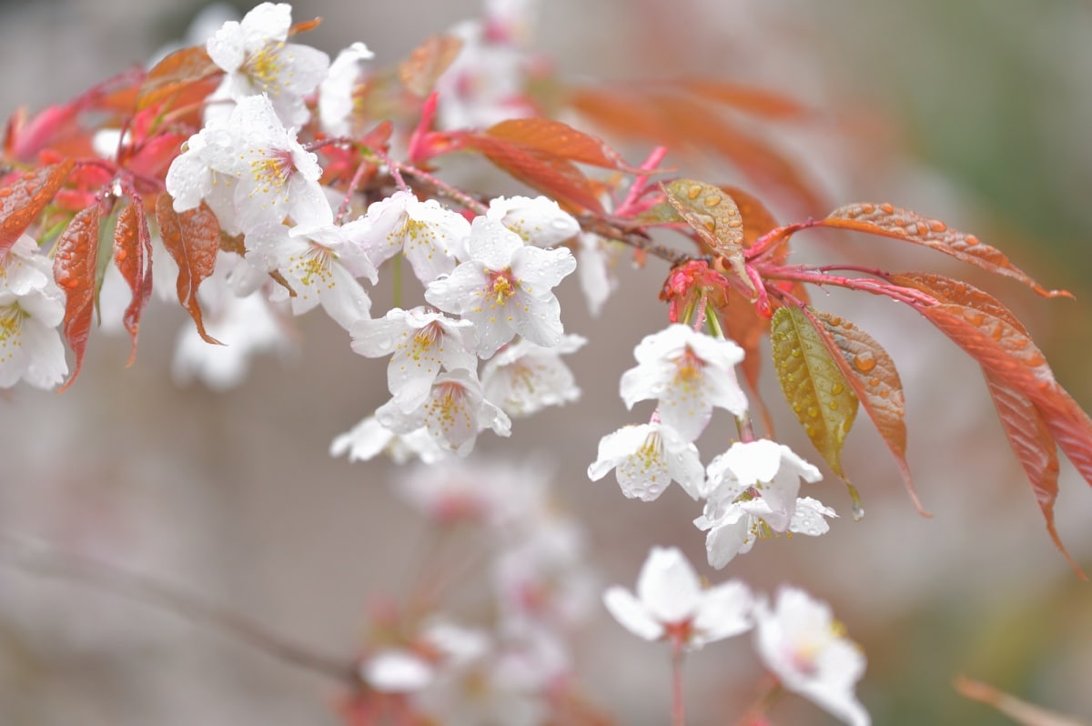 2. Yamazakura ซากุระภูเขา สวยแบบธรรมชาติ