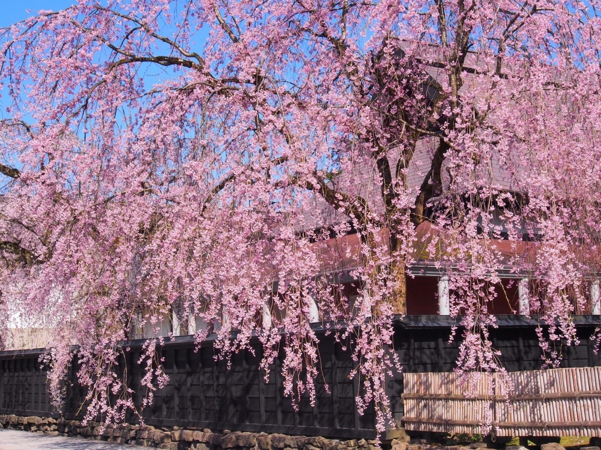 4. Shidarezakura (Weeping Cherry) ซากุระแบบห้อยระยาง