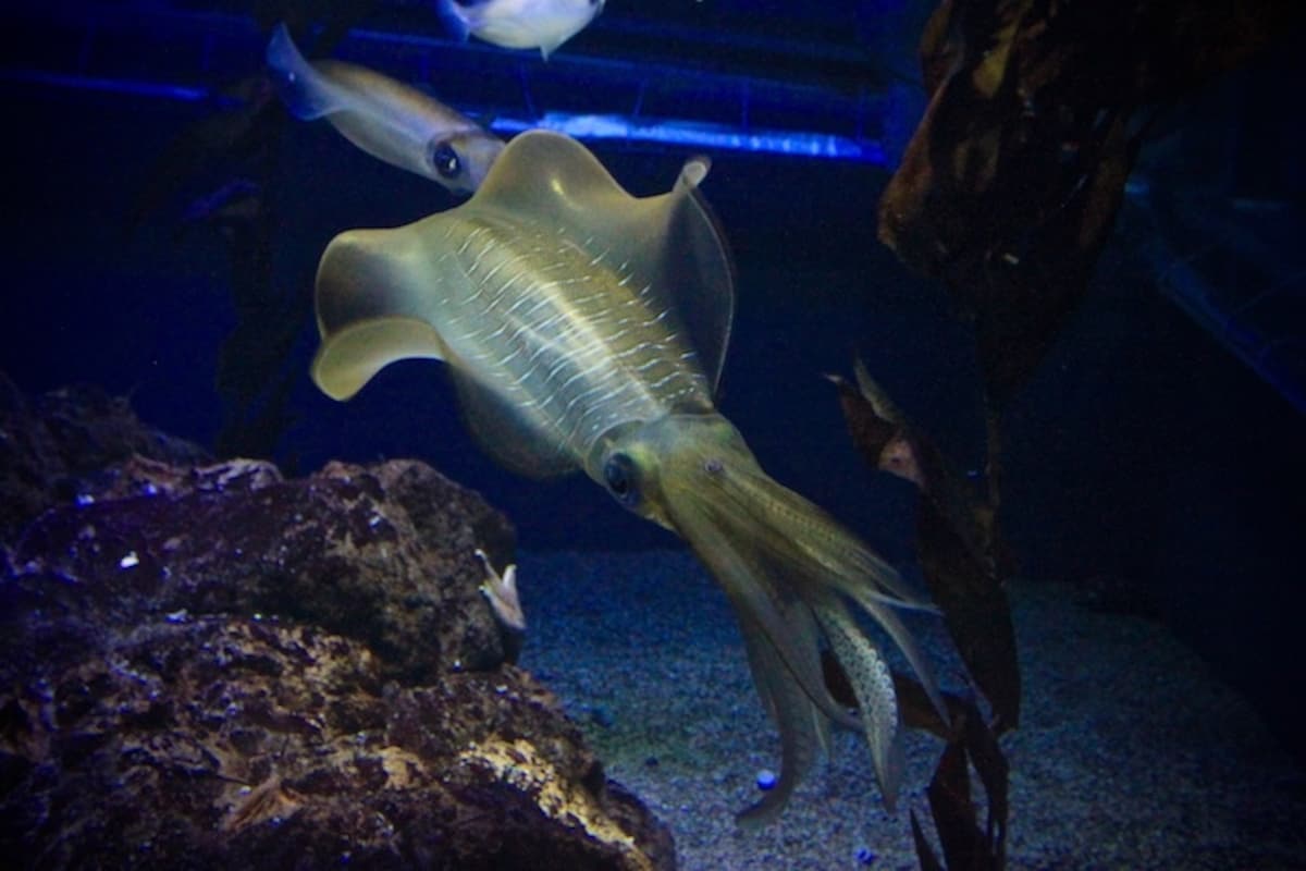 2. Osaka Aquarium Kaiyukan