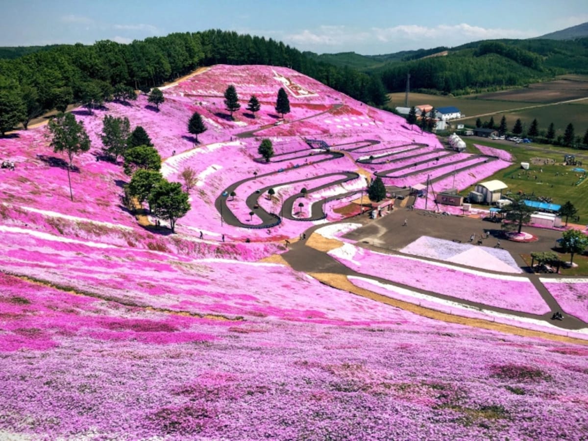 Hokkaido Flowers Spring into Bloom All About Japan