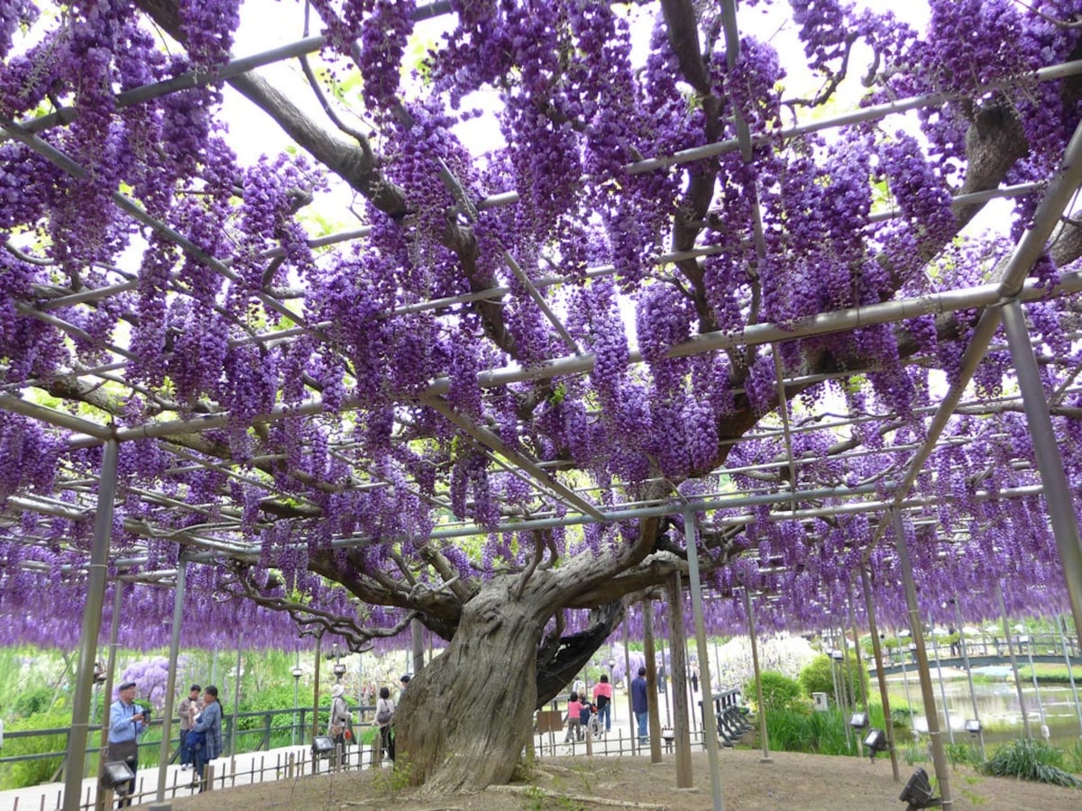 2. เทศกาลดอกวิสทีเรียครั้งยิ่งใหญ่ปี 2018 ณ สวนดอกไม้ Ashikaga