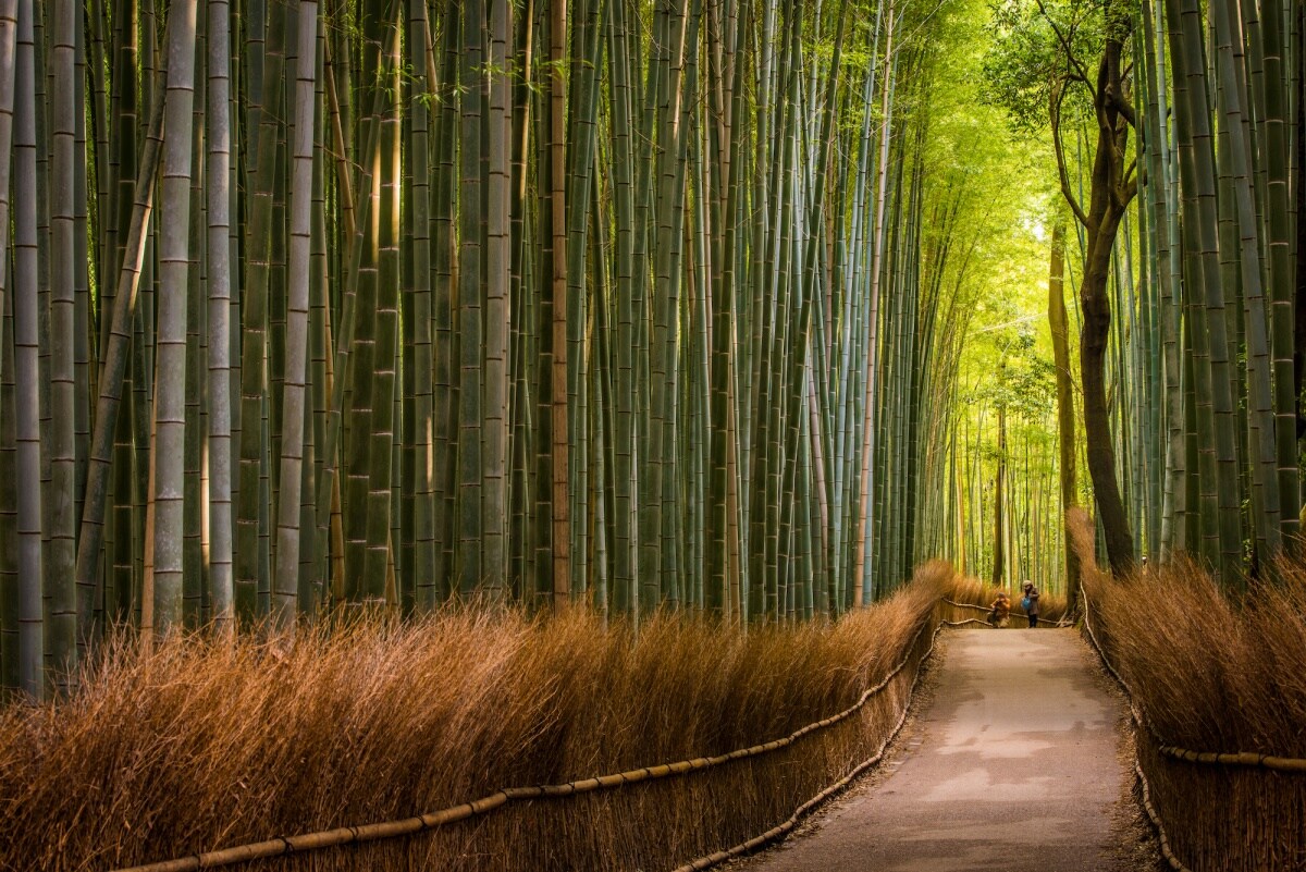 6. ป่าไผ่อาราชิยาม่า (Arashiyama Bamboo Groves)
