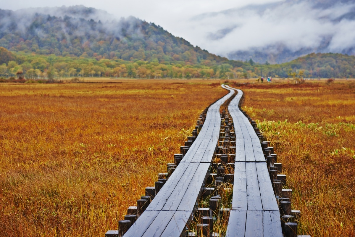 3. โอเซะกาฮาระ (Ozegahara Marshland)