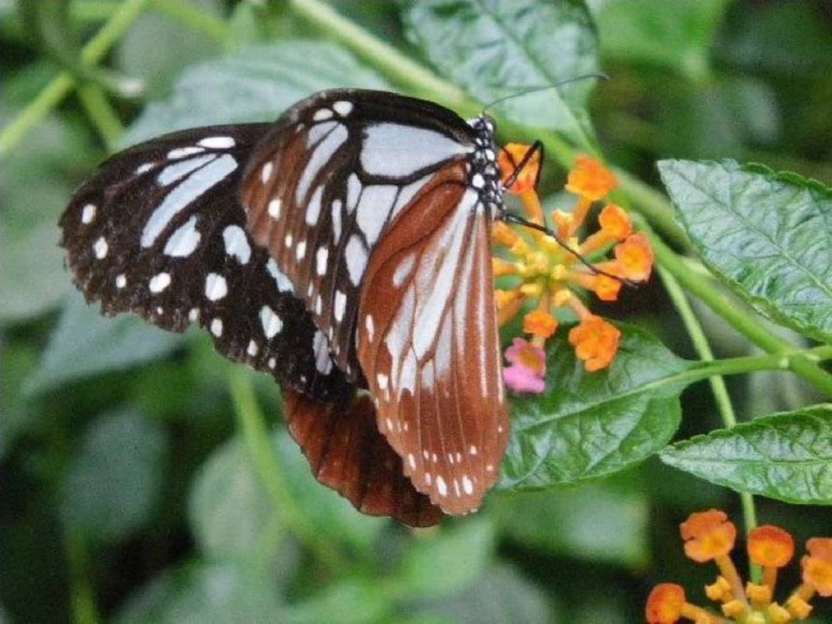 9. Minoo Park Insect Museum