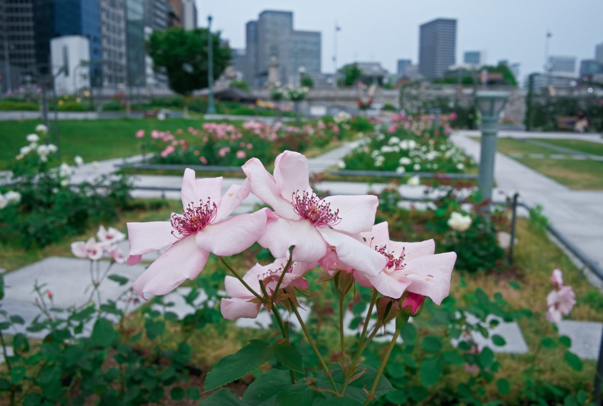 12. Get Some Green Time at Nakanoshima Park