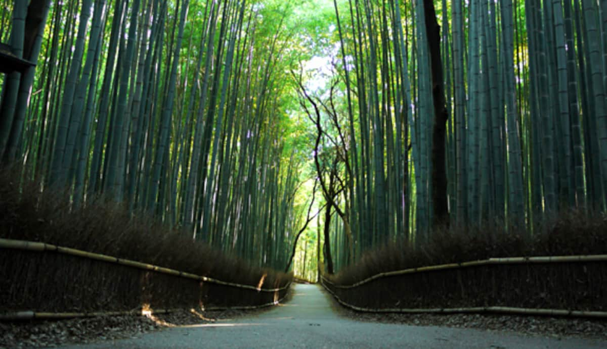 8. Ebisuya Arashiyama Rickshaw Tour (Kyoto)