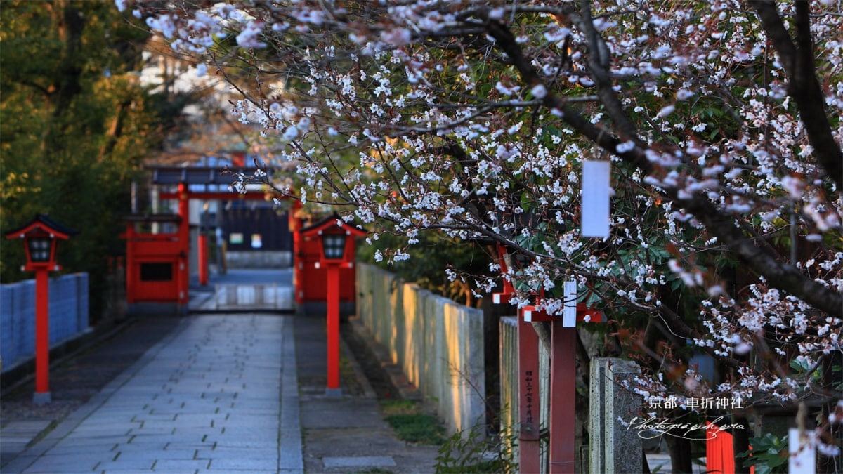 车折神社 | 那些人气艺能人所相信的玄学​​