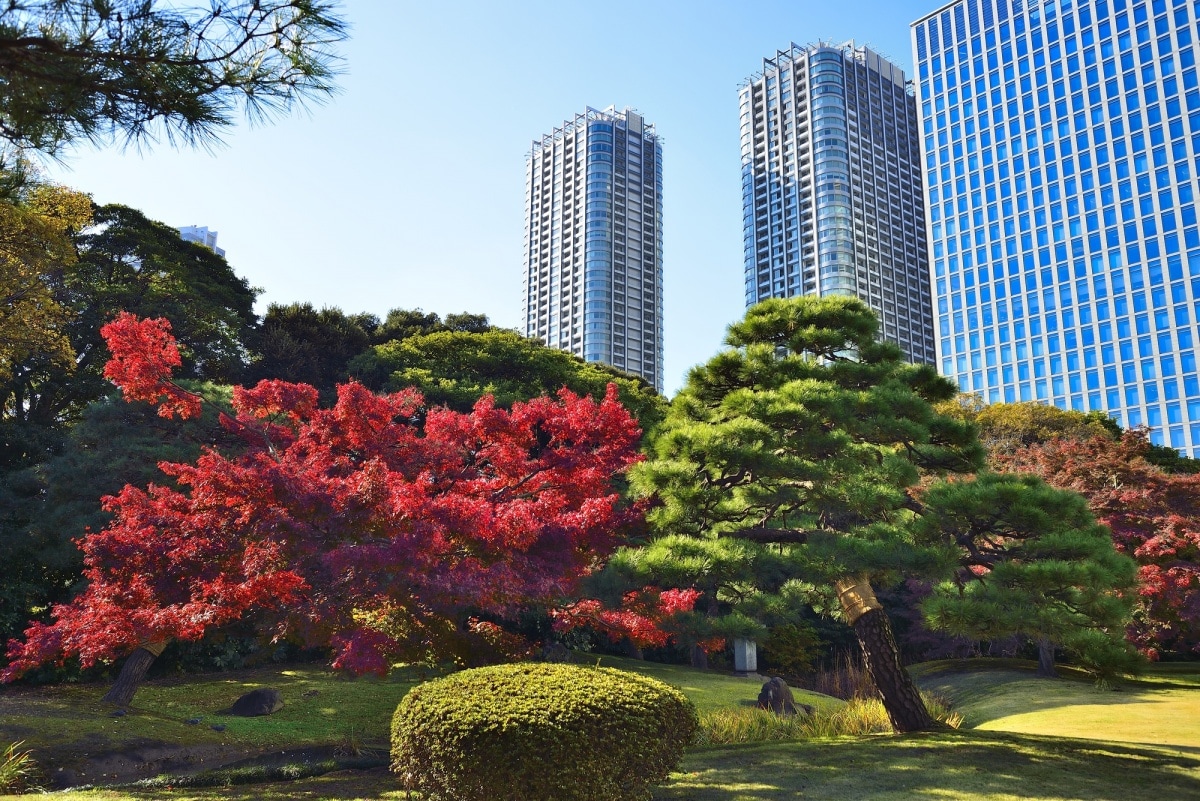 1. สวนฮามาริคิว (Hamarikyu Garden) ปอดของเมืองและที่ชมใบไม้แดง