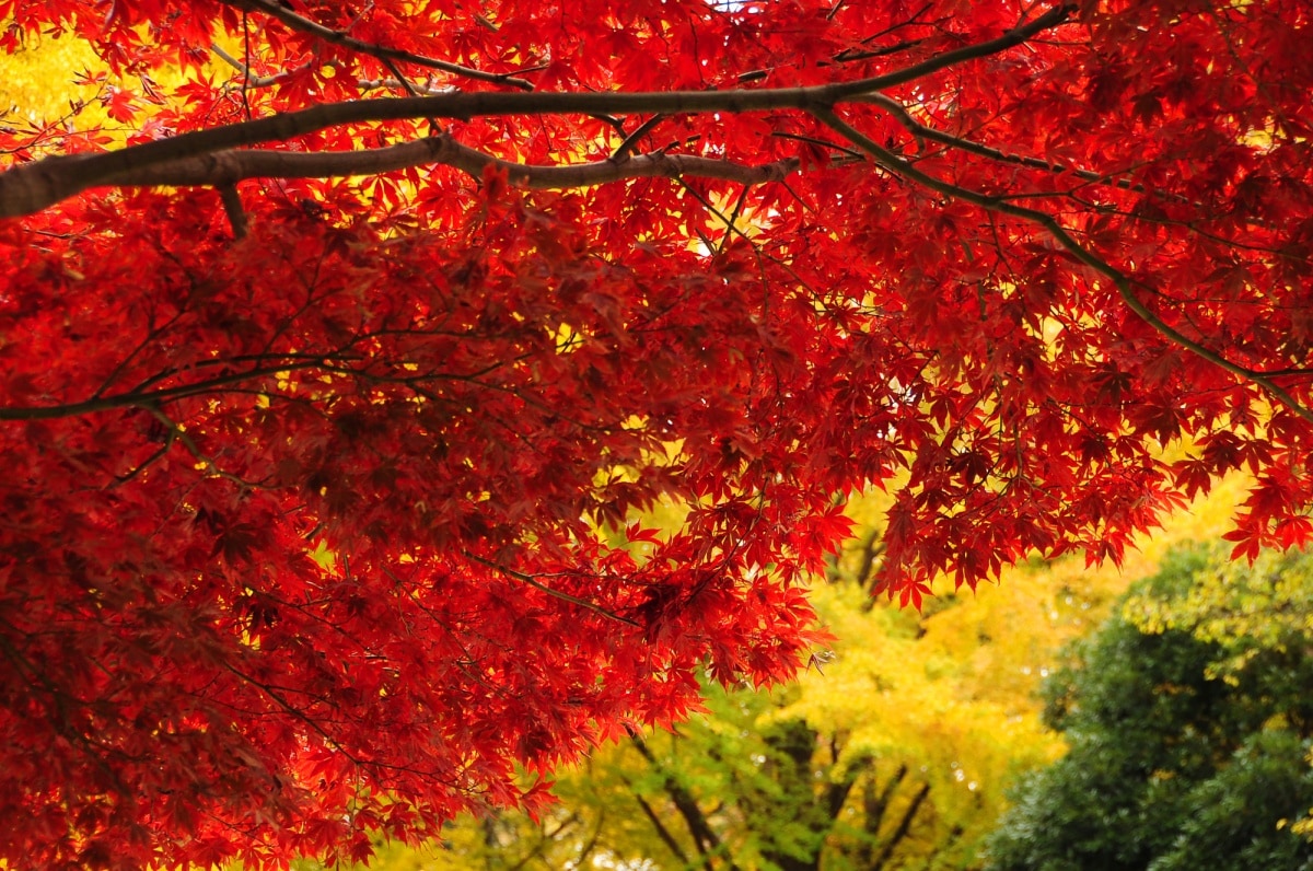 4. สวนชินจุกุเกียวเอ็น (Shinjuku Gyoen National Garden)