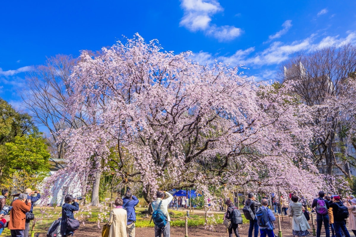 5. สวนริคุงิเอ็น (Rikugien Garden) สมบัติของญี่ปุ่นที่สวยงามแม้ยามค่ำคืน