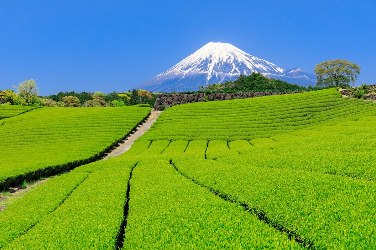 All About Climbing Mount Fuji All About Japan