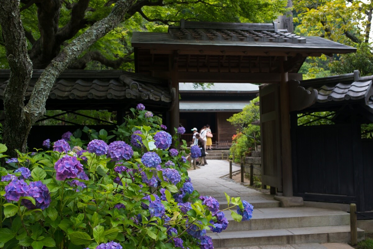 神奈川自由行 日本初夏必訪 人氣絕頂的鎌倉紫陽花私房景點 All About Japan