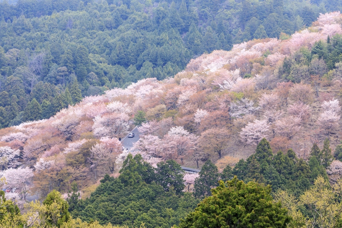 8. ภูเขาโยชิโนะ ชมซากุระแบบเต็มภูเขาที่นารา (Mt.Yoshino)