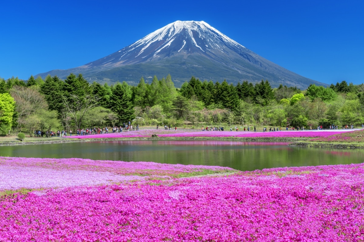 4. ทุ่งดอกชิบะซากุระ, ยามานาชิ (Fuji Shibazakura Festival, Yamanashi)