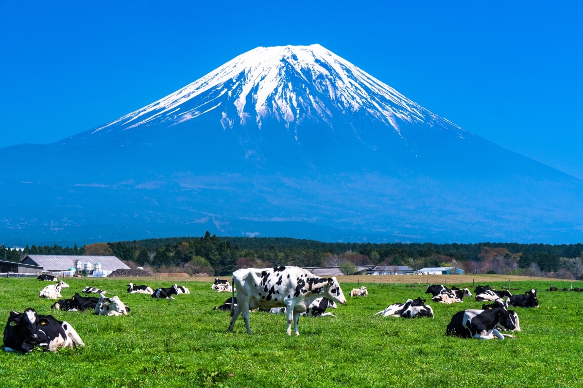 6. สวนที่ราบสูงอาสะกิริ, ชิสึโอกะ (Asagiri Kogen Highland Park, Shizuoka)