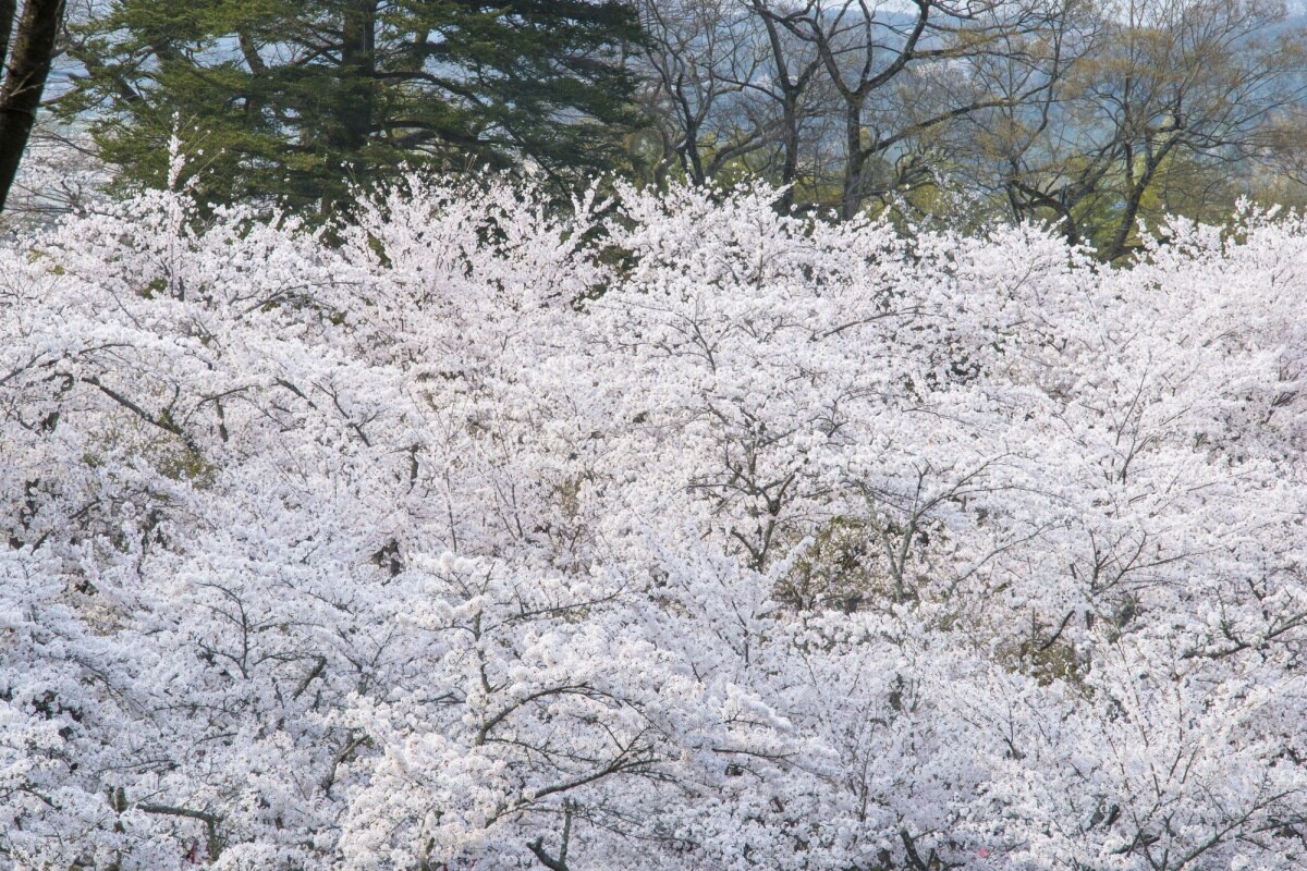 7. สวนสาธารณะอุทสึบุกิ (Utsubuki Park)