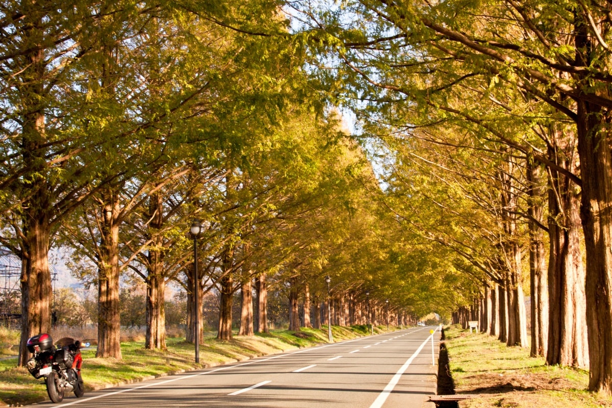 2. ถนนต้นสนเมตาซีคัวญา, ชิงะ (Metasequoia Avenue, Shiga)